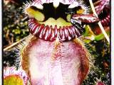Movement in carnivorous&nbsp;plants