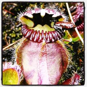 This is the Western Australian pitcher plant, Cephalotus follicularis.  Unlike many other carnivorous plants, it doesn't have any moving parts like many other carnivorous plants.  Photo: Julia Cooke.