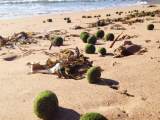 Solving the mystery of the algal balls at Dee&nbsp;Why