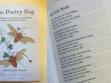 The Poetry Bug
