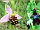 PhD Studentship opportunity! Sexually deceptive orchid pollination strategies: is one true love or broad sex appeal&nbsp;best?